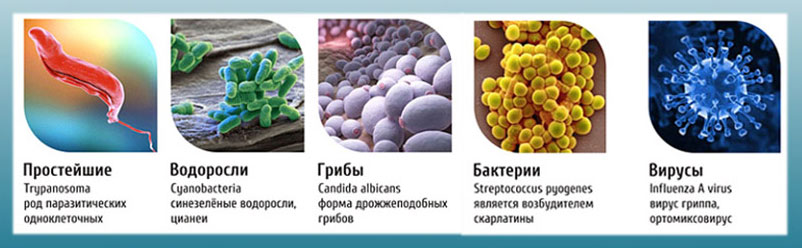 Биологическая очистка воды